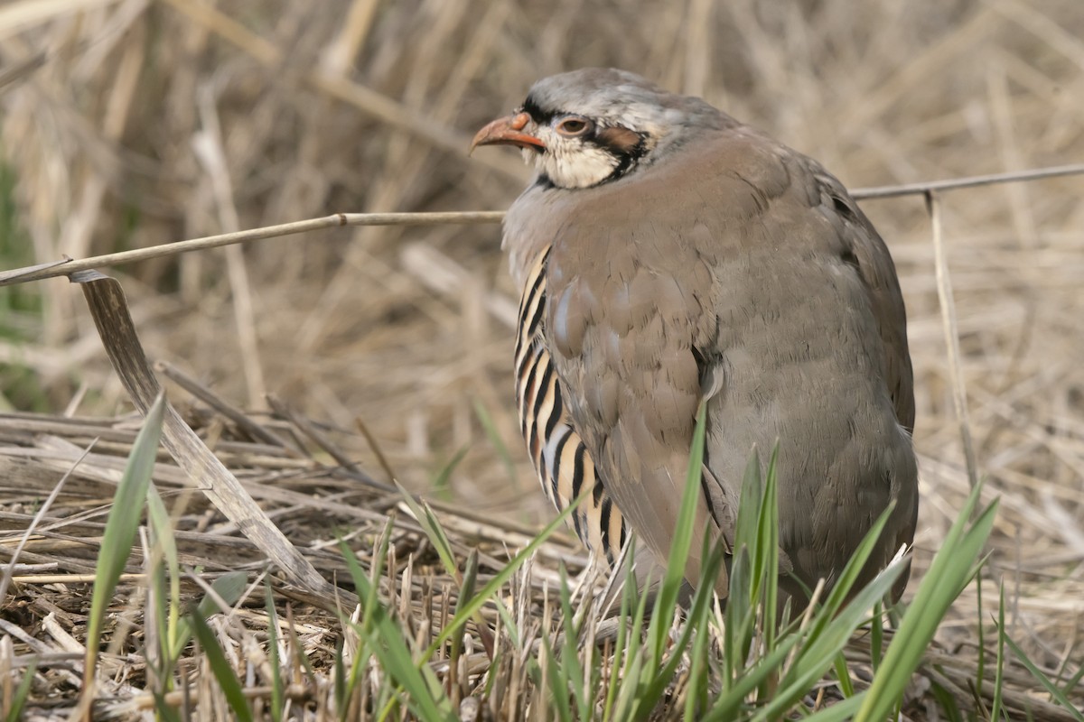 Chukar - Joseph Cooney