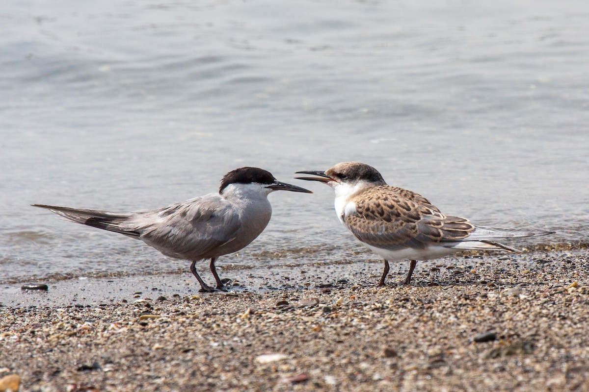 White-cheeked Tern - ML559826651