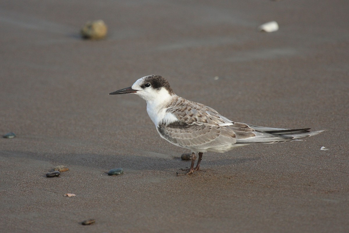 White-cheeked Tern - ML559826661