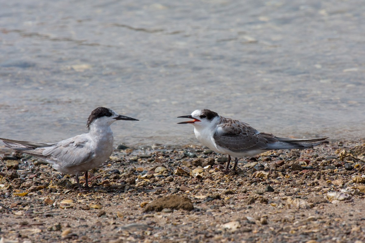 White-cheeked Tern - ML559826671