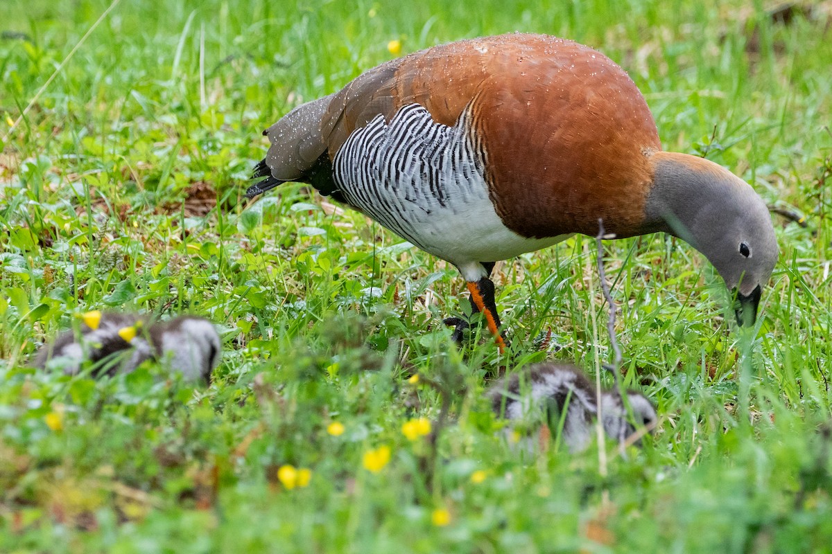 Ashy-headed Goose - ML559826871