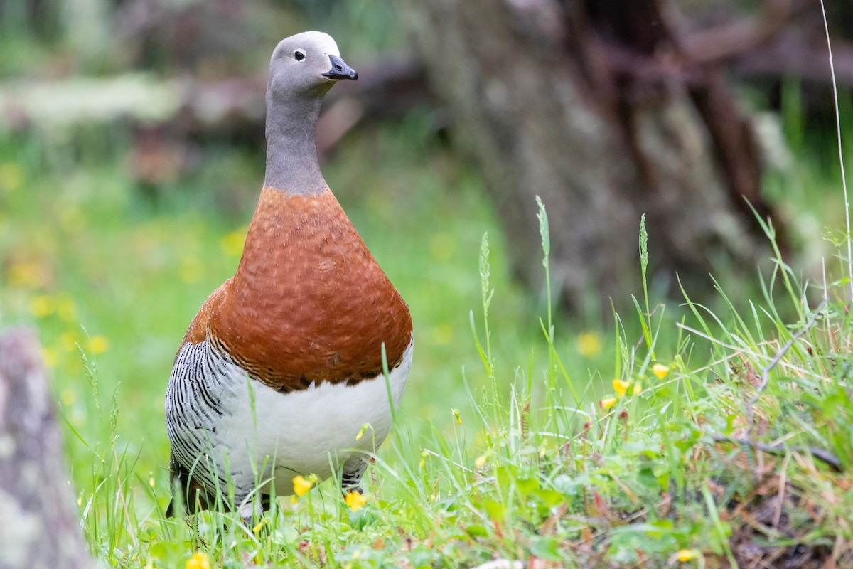 Ashy-headed Goose - ML559826881