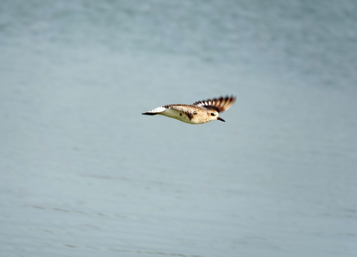 Black-bellied Plover - ML559827911