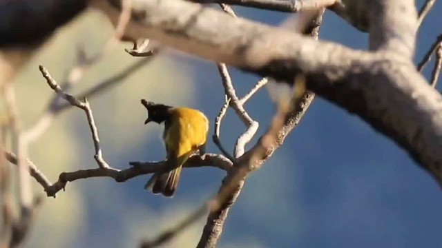 Bulbul à huppe noire - ML559828381