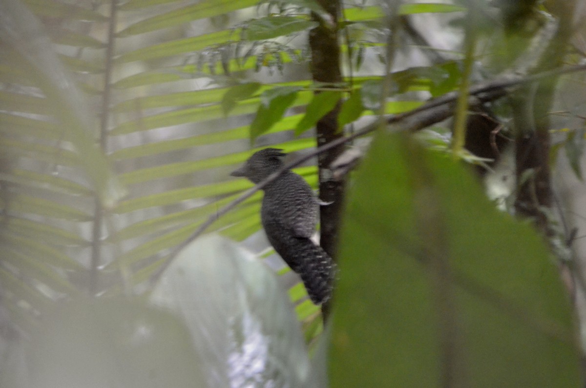 Undulated Antshrike - Kenny Uéslei