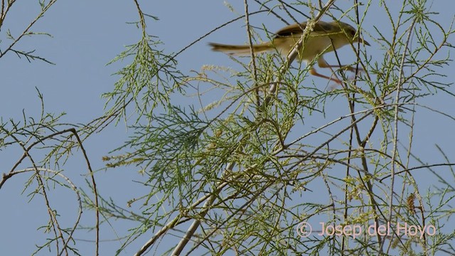 Prinia Fluvial - ML559829371