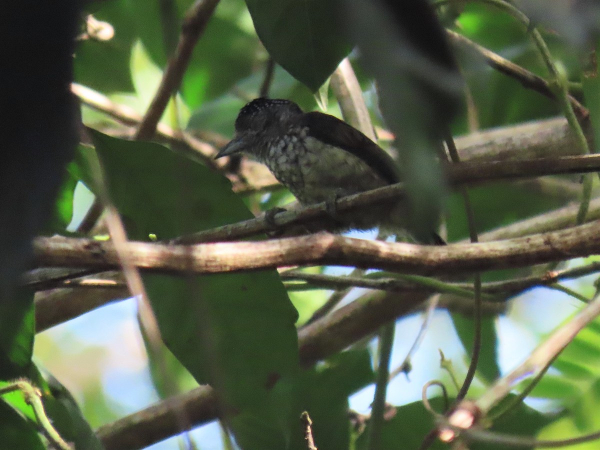 Arrowhead Piculet - Hugo Foxonet