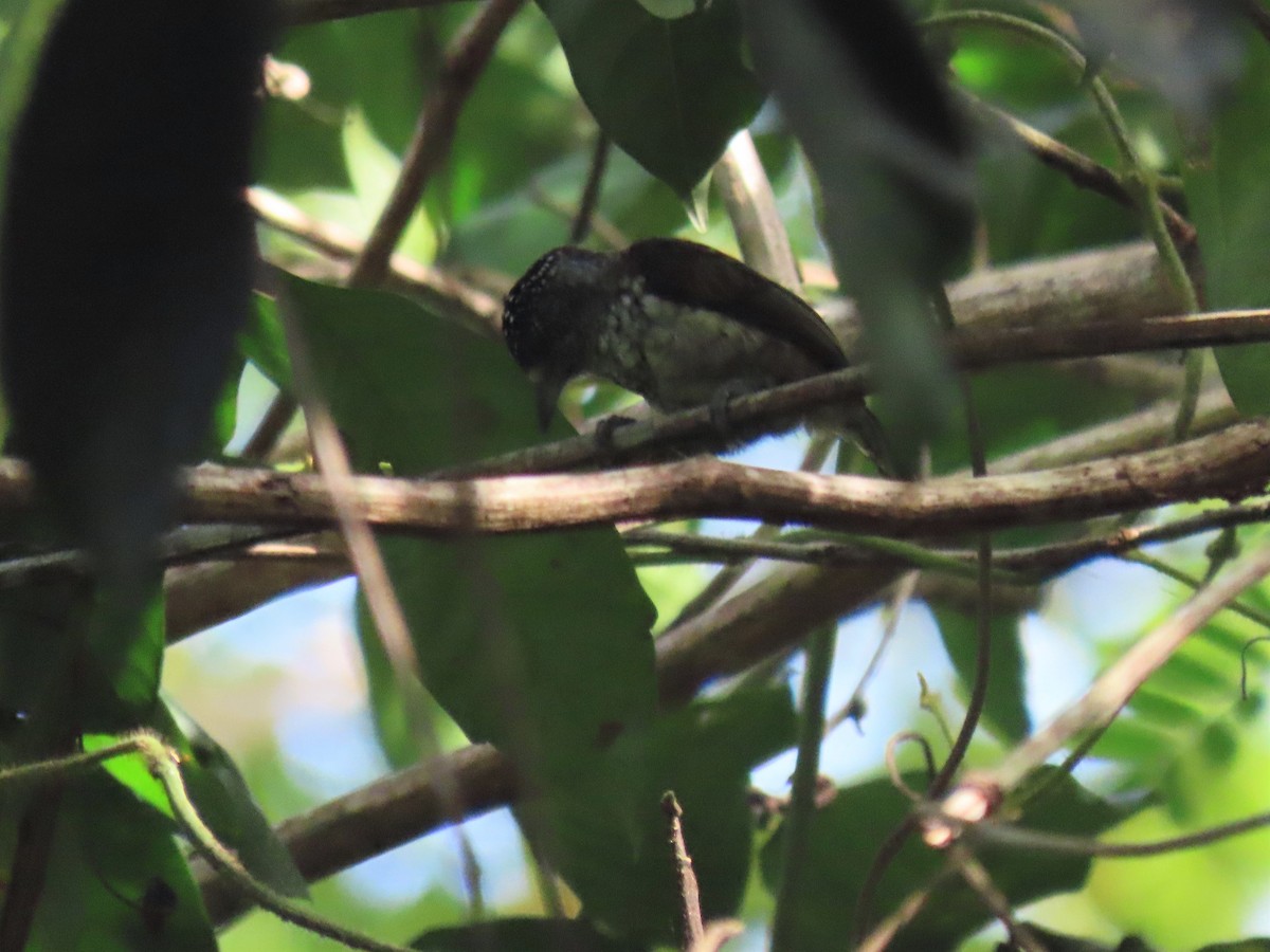 Arrowhead Piculet - ML559829691