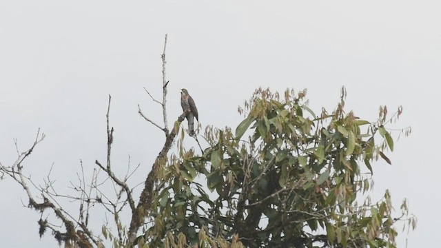 Large Hawk-Cuckoo - ML559831061