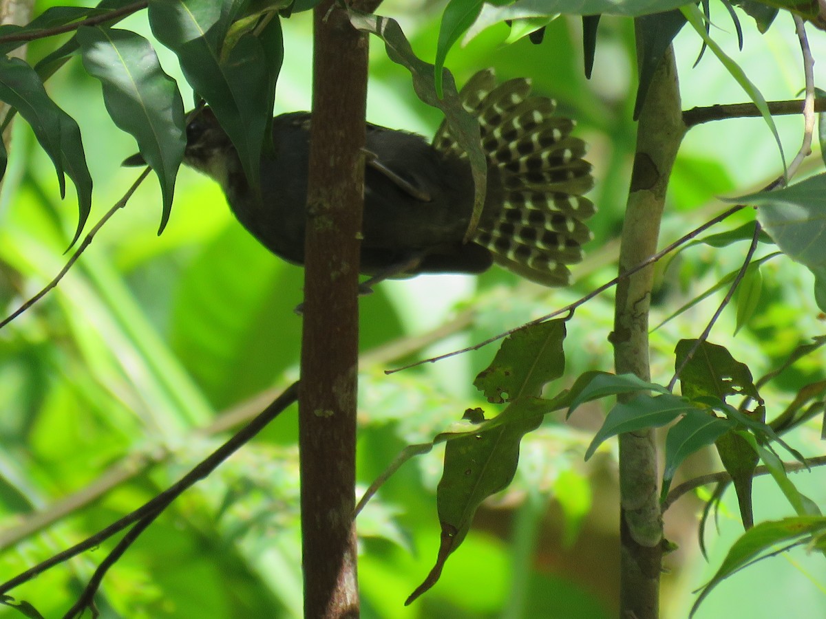 White-throated Antbird - ML559831631