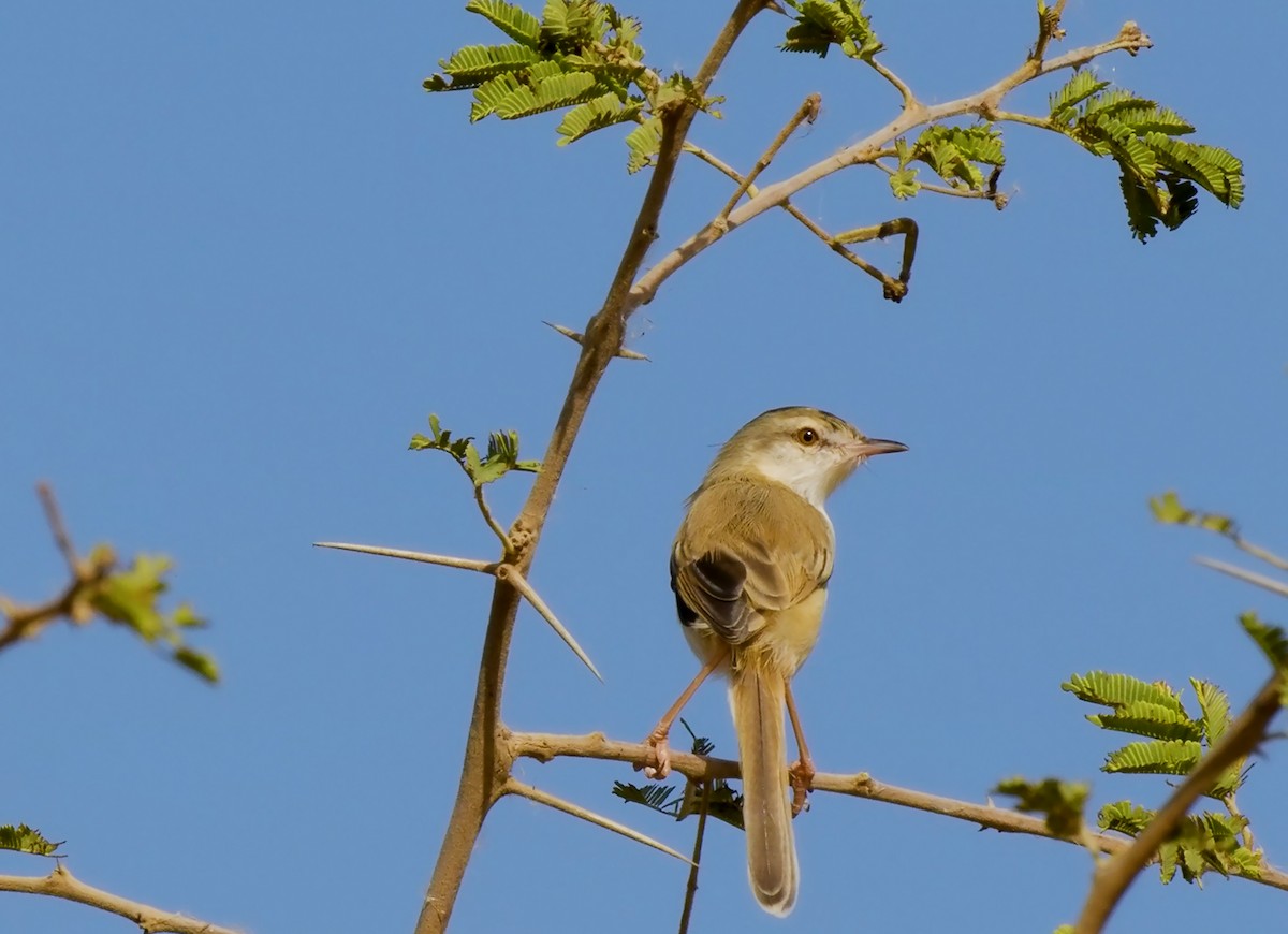 Prinia Fluvial - ML559832131