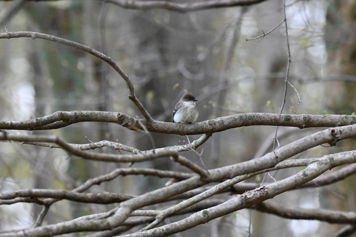 Eastern Phoebe - Rick Luehrs