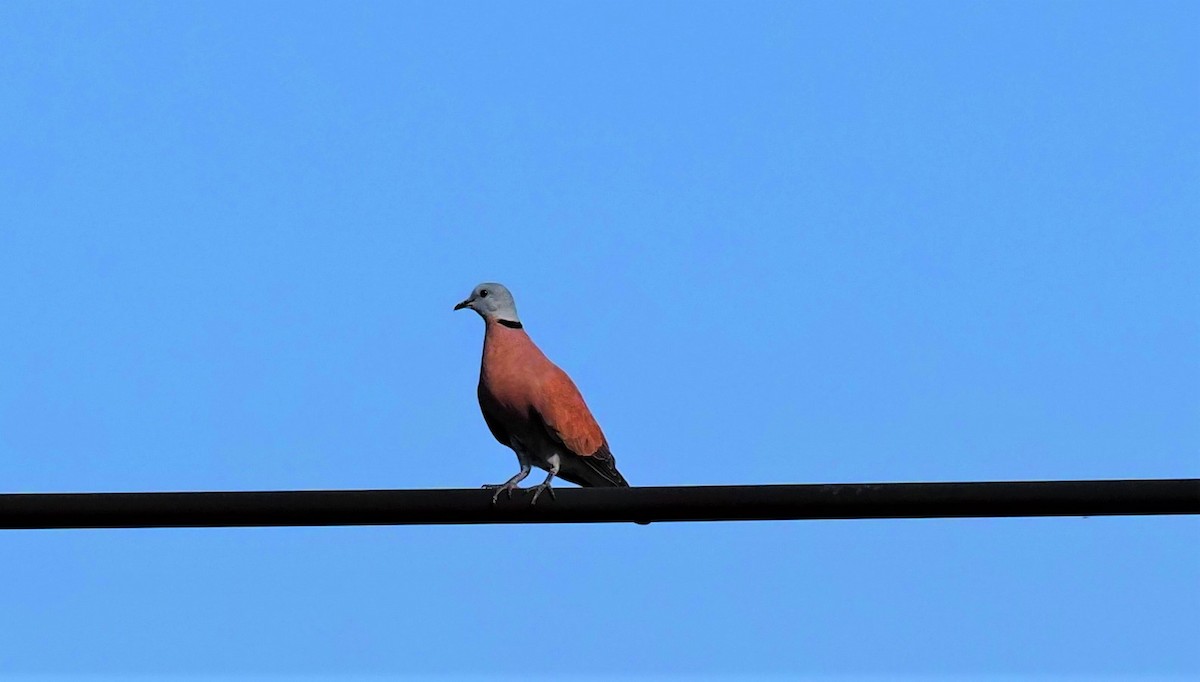 Red Collared-Dove - ML559833431