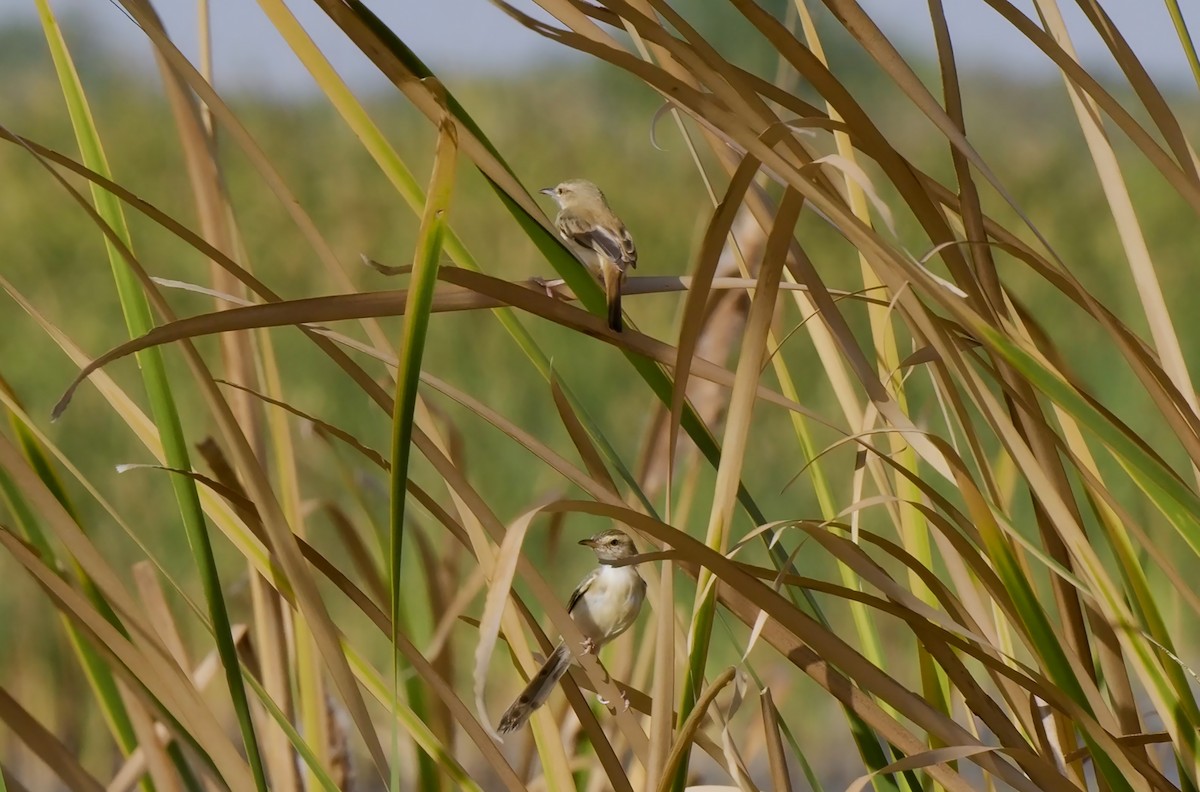 River Prinia - ML559833901