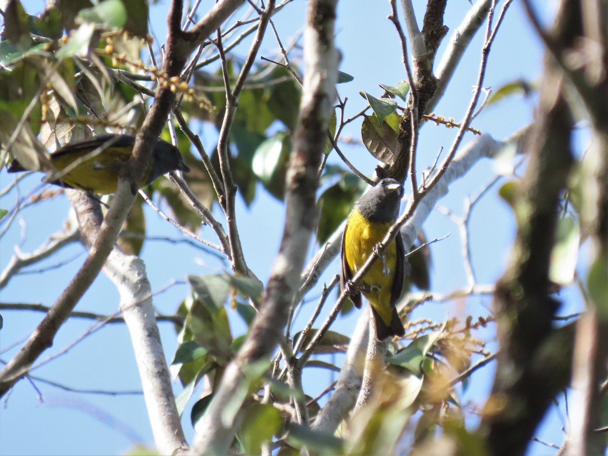 Plumbeous Euphonia - ML559834381