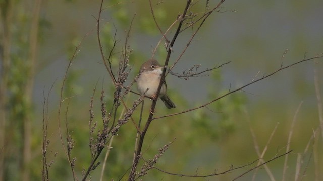 Greater Whitethroat - ML559835411