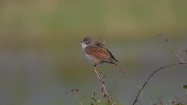 Greater Whitethroat - ML559835421