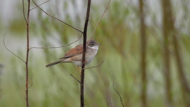 Кропив'янка сіра - ML559835451