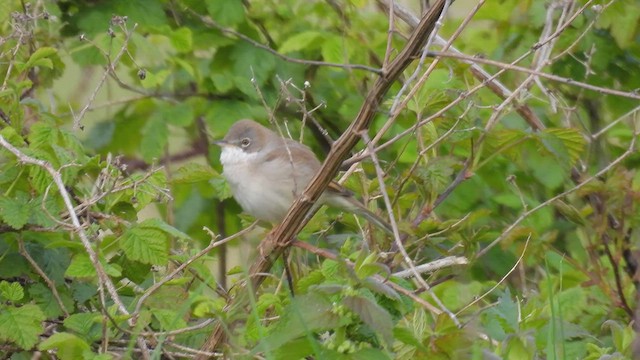 Greater Whitethroat - ML559835481