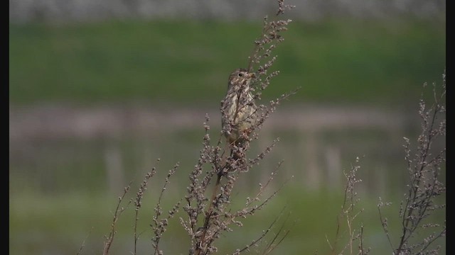 Corn Bunting - ML559835561