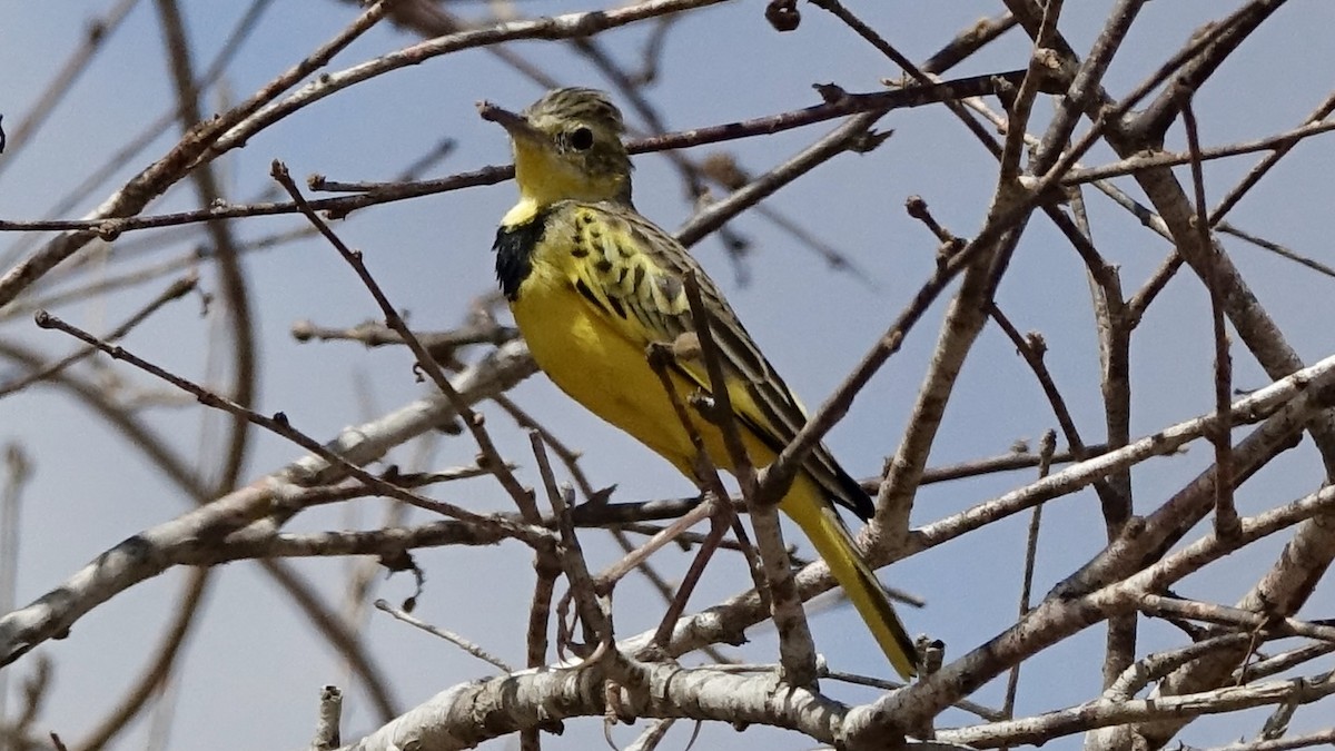 Golden Pipit - ML559835781