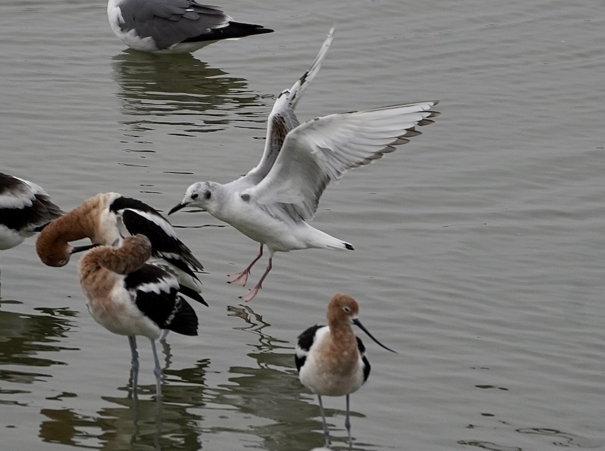 Mouette de Bonaparte - ML559836041