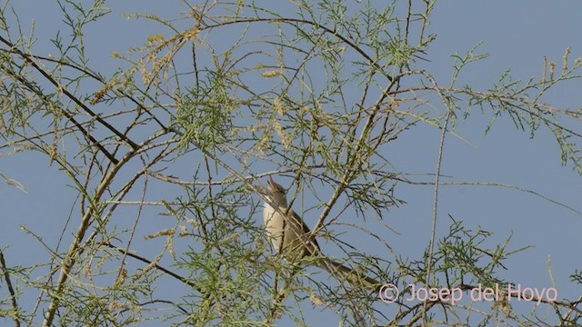 カワハウチワドリ - ML559836281