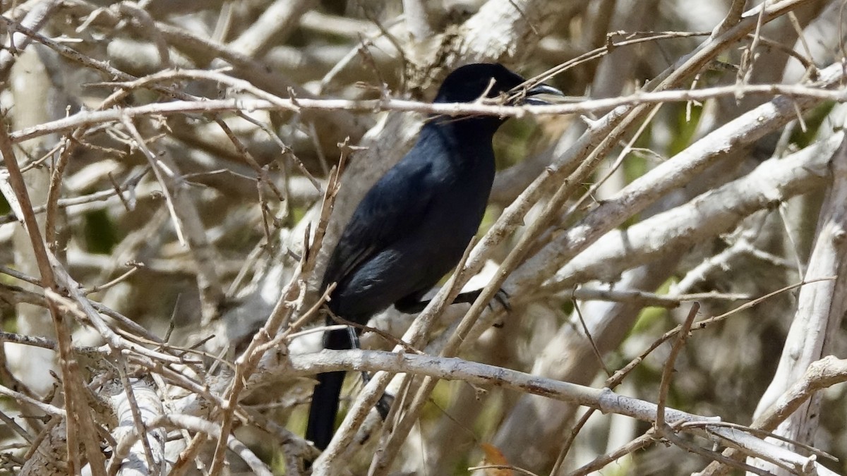 Fork-tailed Drongo - ML559836461