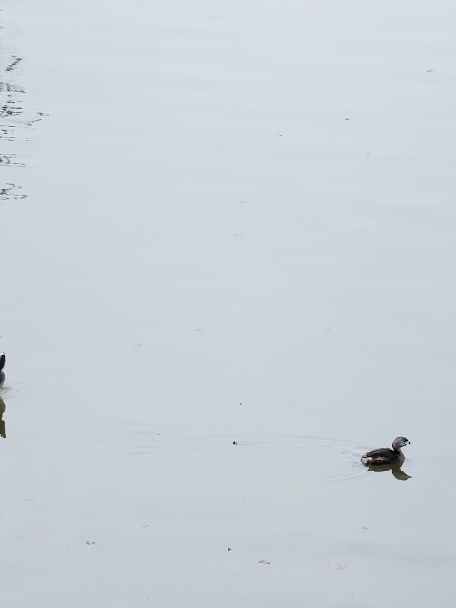 Pied-billed Grebe - ML559836951