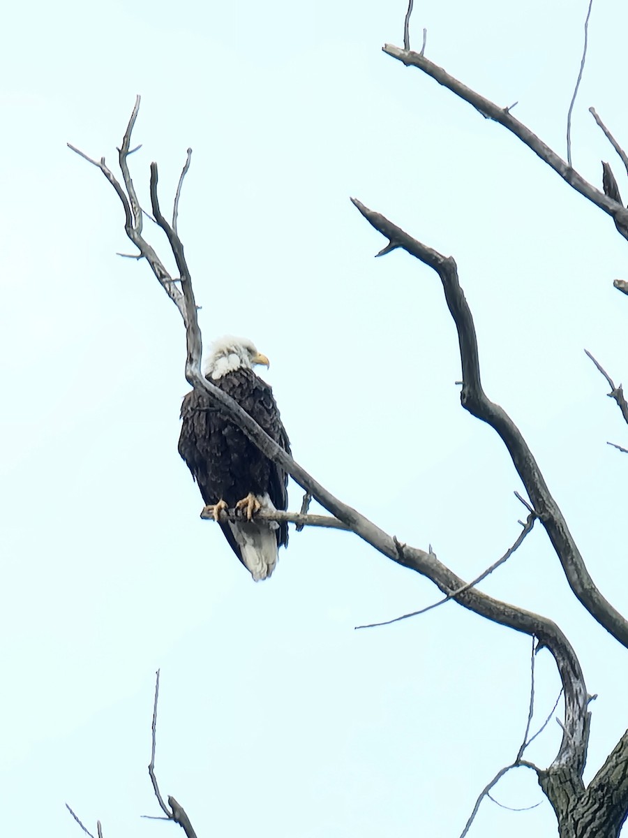 Bald Eagle - ML559836971