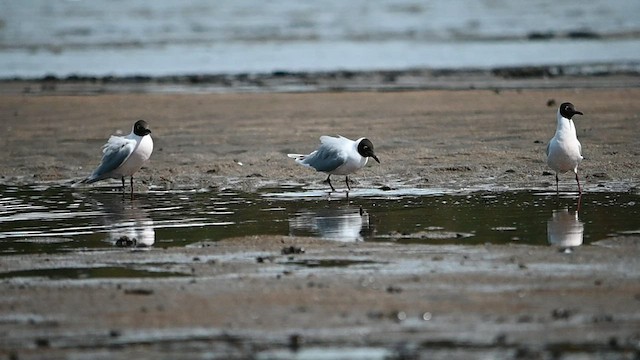 Brown-hooded Gull - ML559837121