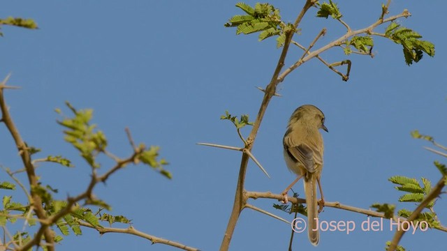 Prinia Fluvial - ML559837501