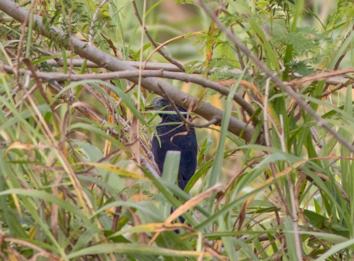 Groove-billed Ani - ML559838651