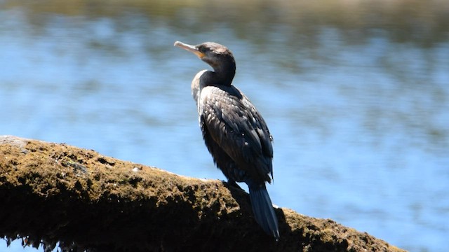 Cormoran vigua - ML559838821