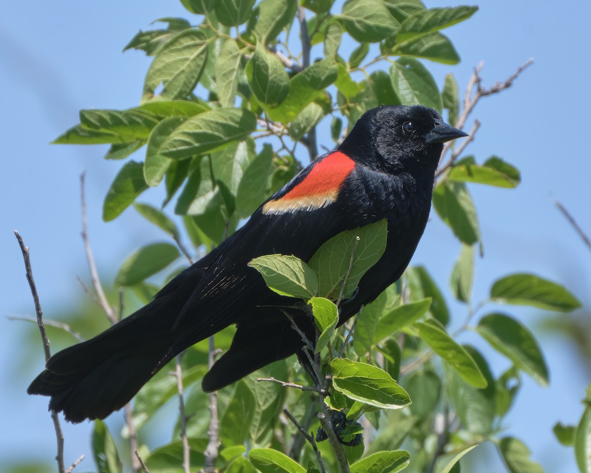 Red-winged Blackbird - ML559839911