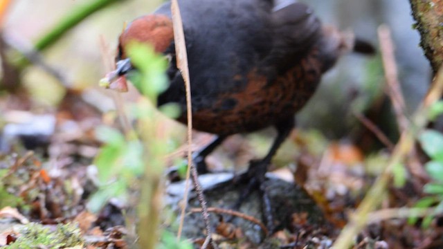 Schwarzkehltapaculo - ML559840491