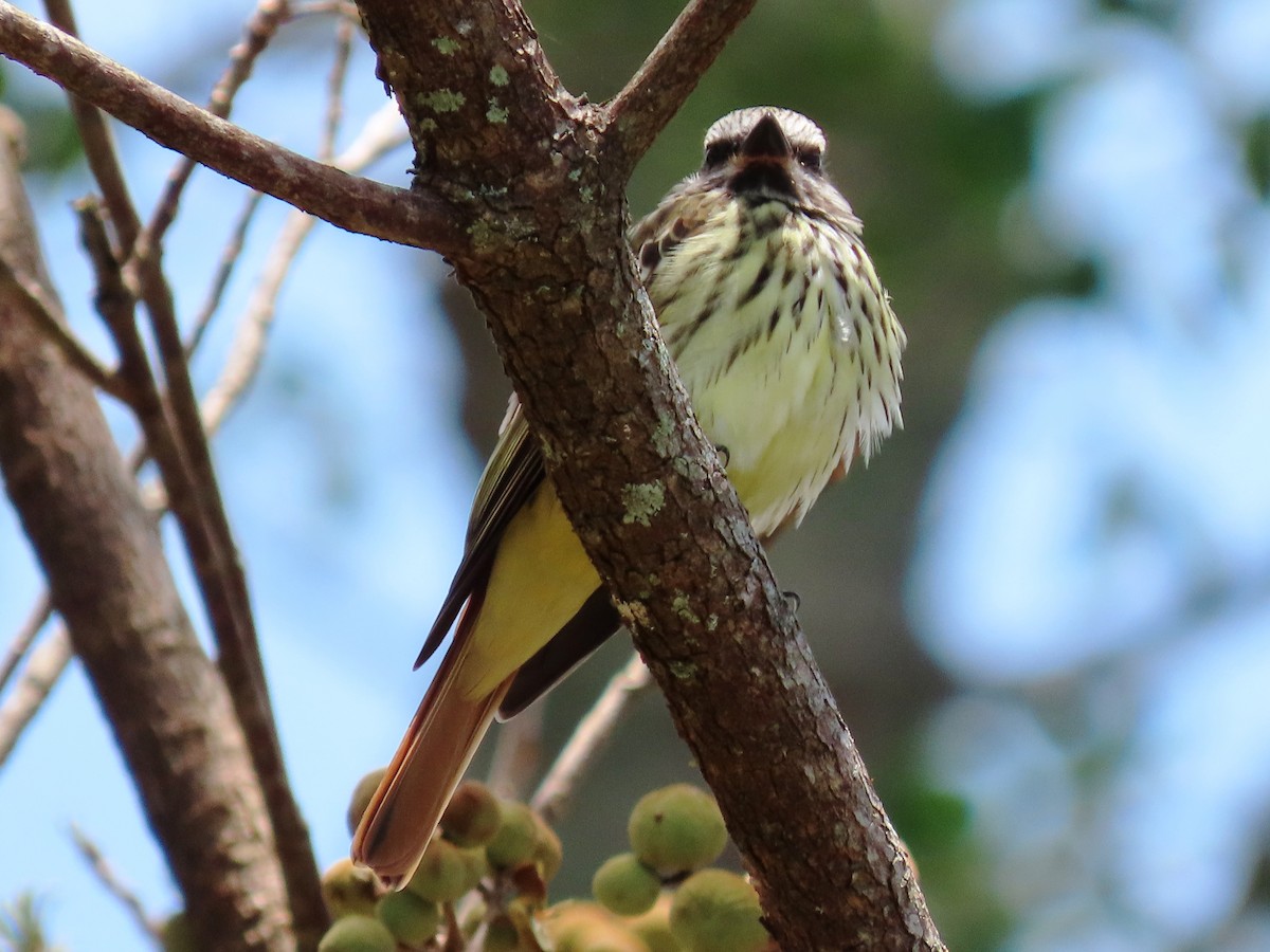 Sulphur-bellied Flycatcher - ML559842571