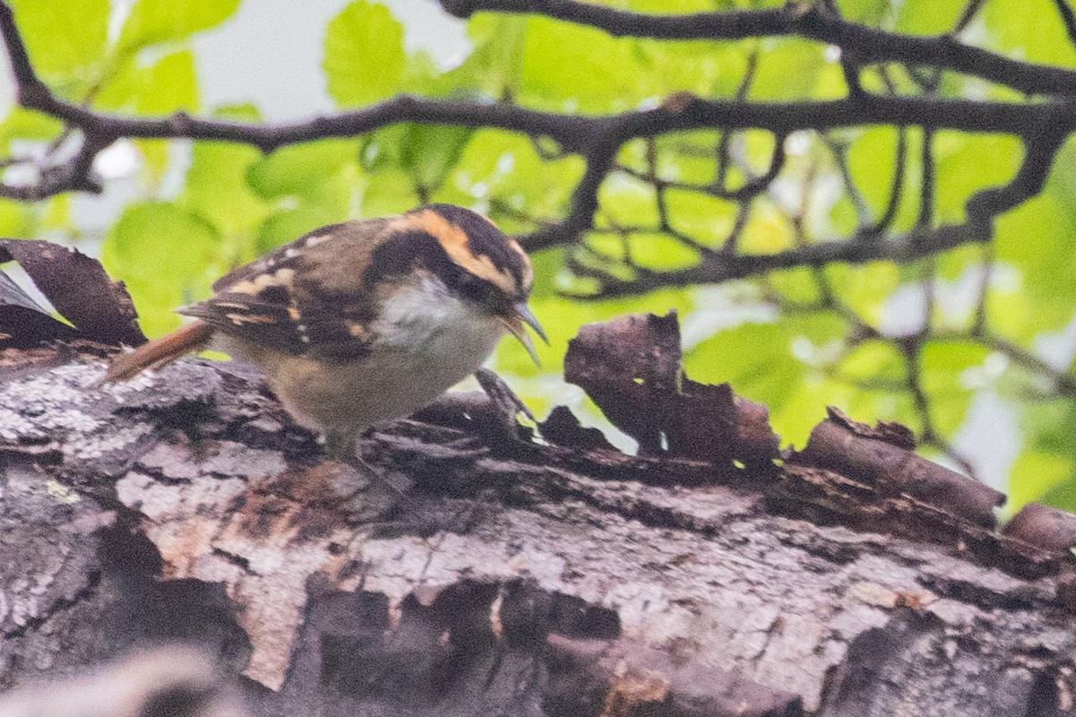 Thorn-tailed Rayadito - ML559844941