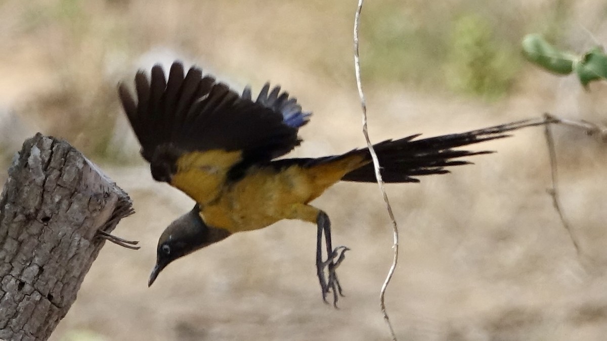 Golden-breasted Starling - ML559844951