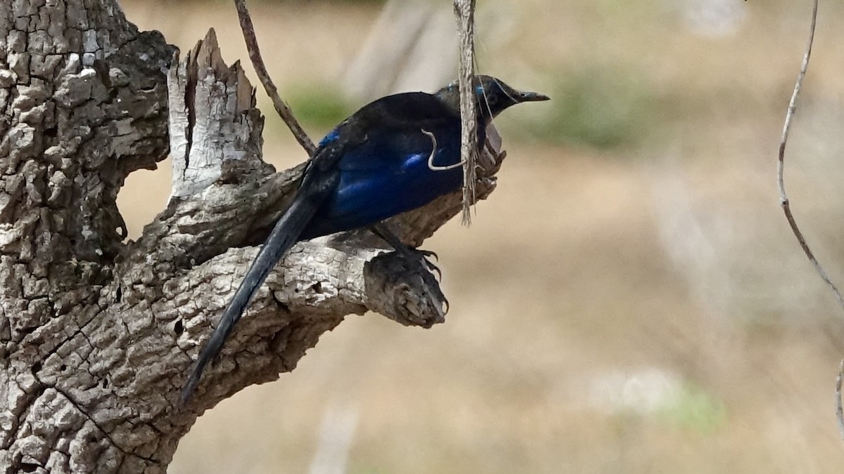 Golden-breasted Starling - ML559845411