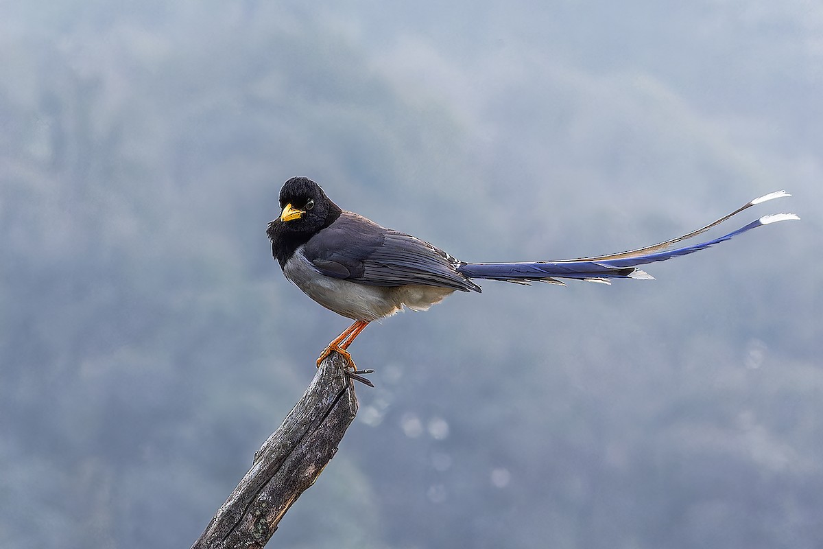 Yellow-billed Blue-Magpie - ML559845801