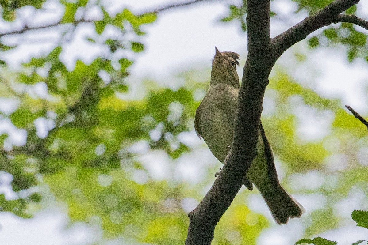 White-crested Elaenia (Chilean) - ML559845881