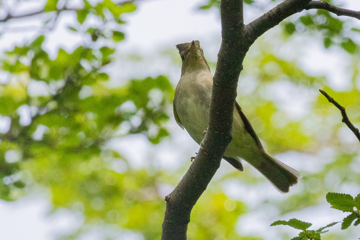 White-crested Elaenia (Chilean) - ML559845951