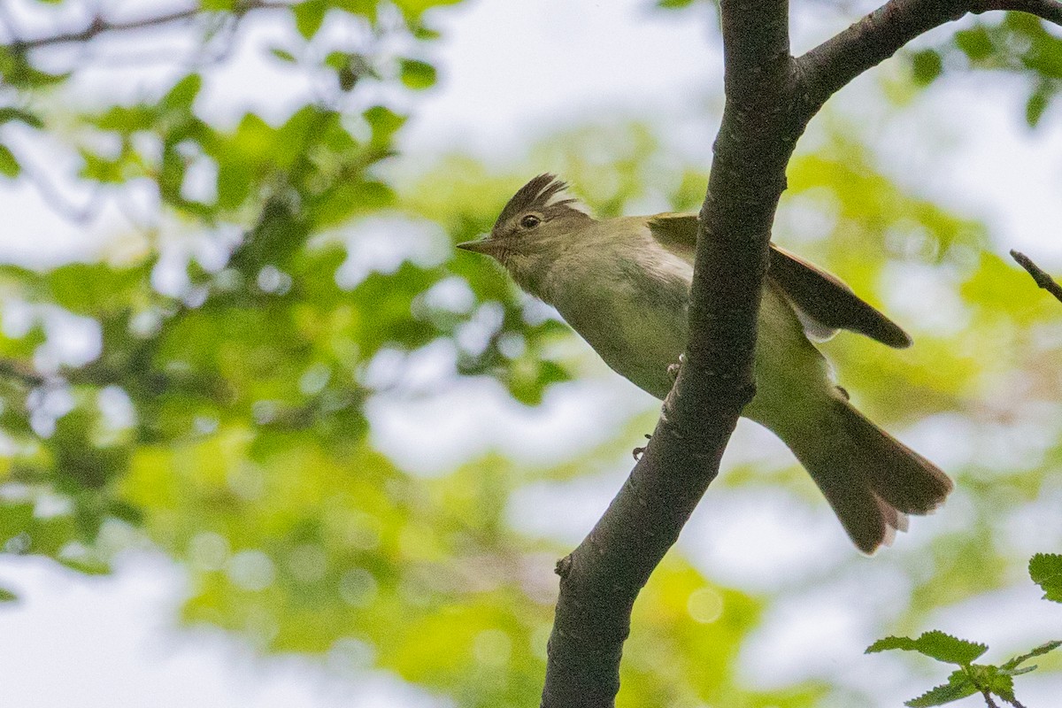 White-crested Elaenia (Chilean) - ML559846261