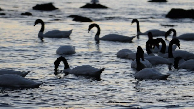 Cygne à cou noir - ML559846671