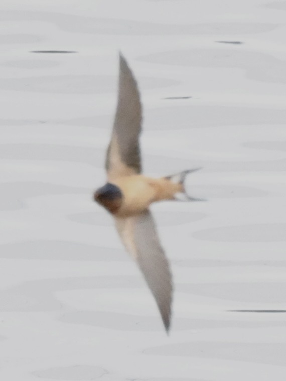 Barn Swallow - ML559847361