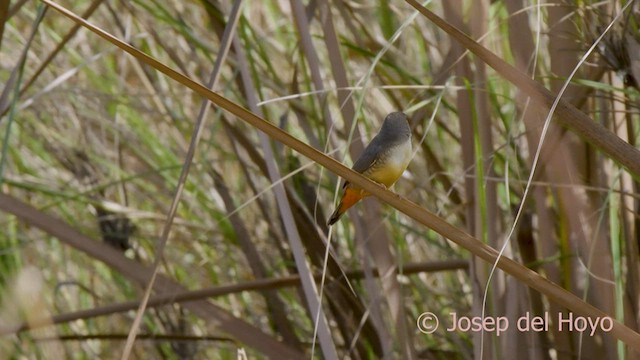 Zebra Waxbill - ML559847711