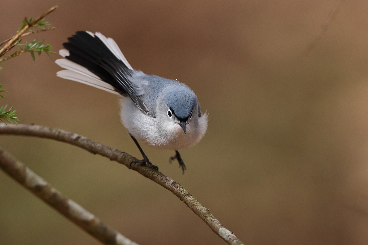 Blue-gray Gnatcatcher (caerulea) - ML559847801