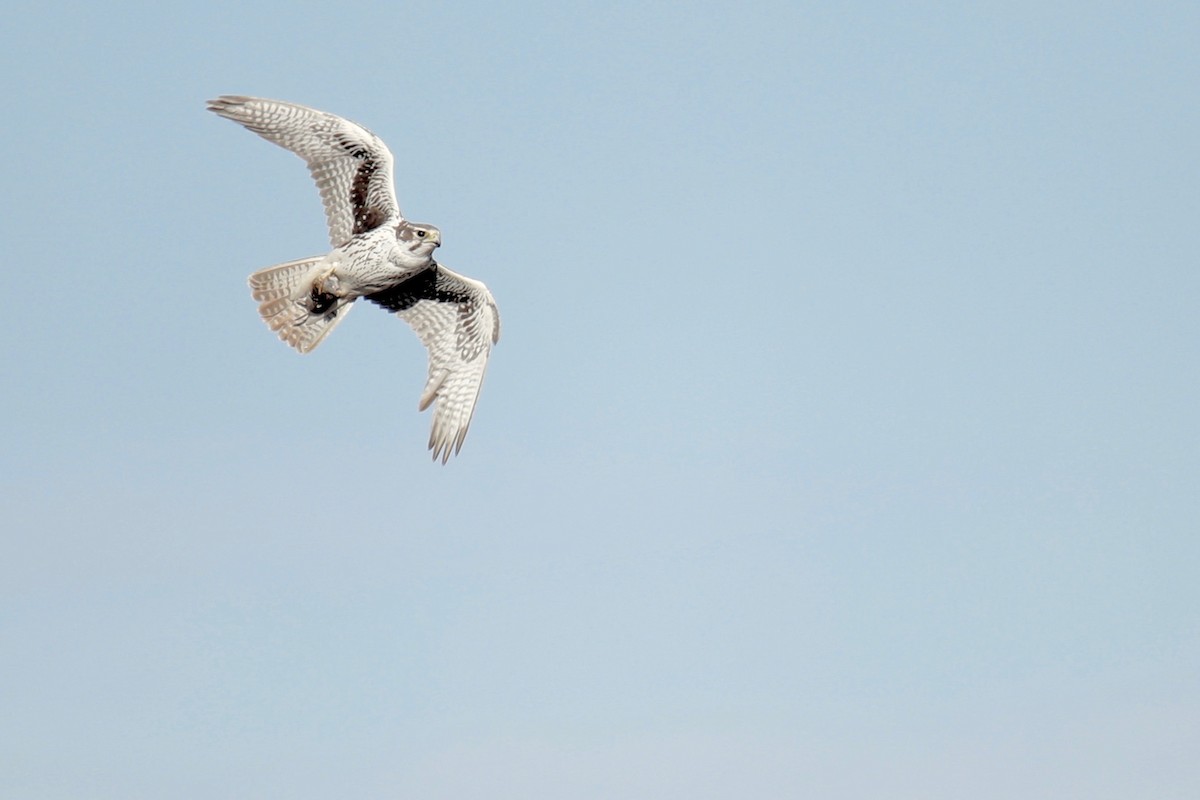 Prairie Falcon - Joshua Ward