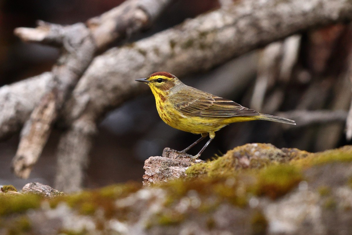 Palm Warbler (Yellow) - Sam Zhang